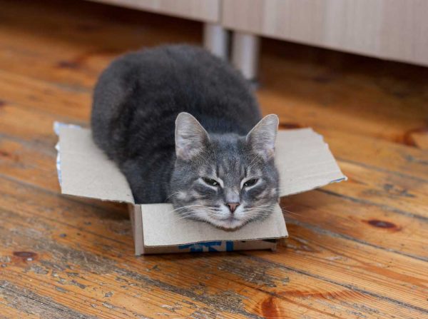 katt i låda