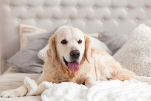 Happy,Smiling,Golden,Retriever,Puppy,Dog,In,Luxurious,Bright,Colors