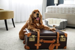 Cute,English,Cocker,Spaniel,And,Suitcase,Indoors.,Pet,Friendly,Hotel