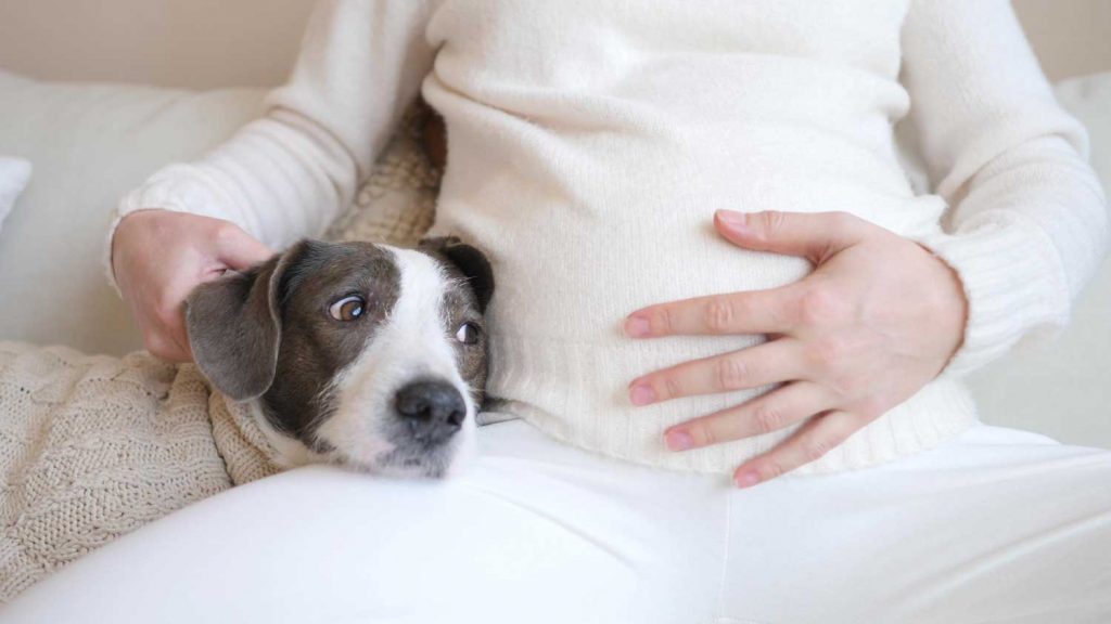 hund som tittar på en gravid persons mage
